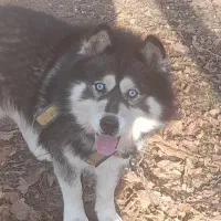 واگذاری هاسکی چشم آبی|سگ|مرند, |دیوار