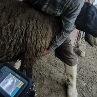 سونوگرافی آبستنی گوسفند