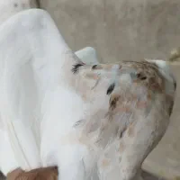 کبوتر طوقی|پرنده|لامرد, |دیوار