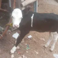 گوساله نر شیرخوار آلرام