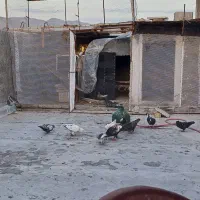 کفتر پرشی زرنگ بیاجلوت مپرونمش|پرنده|شیراز, دست خضر|دیوار