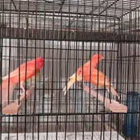 سالن پرورش قناری قدیمی رشت|پرنده|رشت, گلسار|دیوار