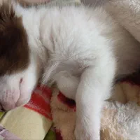 سگ میکس اشپیتز. پامر