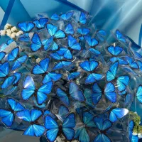 دسته گل پروانه ای