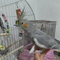 عروش هلندی|پرنده|اصفهان, عمان سامانی|دیوار