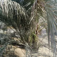 فروش نخل|گل و گیاه طبیعی|برازجان, |دیوار