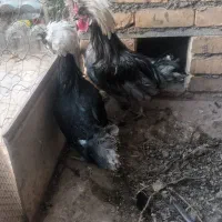 مرغ و خروس لهستانی|حیوانات مزرعه|تربتحیدریه, فتح المبین|دیوار