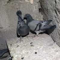 کبوتر پلاکی