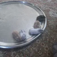 همستر|موش و خرگوش|قم, زند آباد|دیوار
