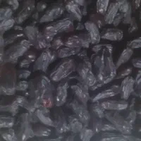 فروش خرما ربی