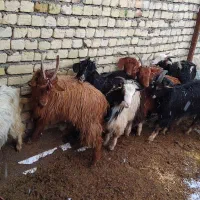 بزغاله نر وزن