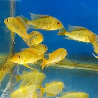انواع گیاه گلدانی آکواریوم