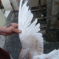 ۴ جفت کفتر زرد مولد نوک جمع|پرنده|تهران, جوادیه|دیوار
