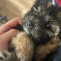 فروش فوری سگ