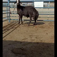 بره افشاری بذری|حیوانات مزرعه|طاغنکوه, |دیوار