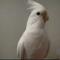 عروس  هلندی ،طوطی برزیلی