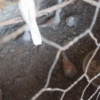 عروس هلندی نر|پرنده|هامون, |دیوار