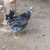 فروش تخم نطفه دار گلین|حیوانات مزرعه|اسلام‌شهر, شاطره|دیوار