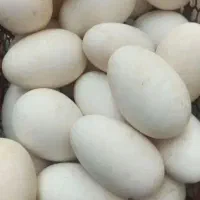 تخم اردک کله سبز،تخم غاز و بوقلمون و تخم مرغ