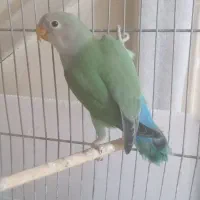 جوجه کوتوله برزیلی وایت فیس ۳ماهه