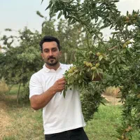 فروش نهال بادام تونو