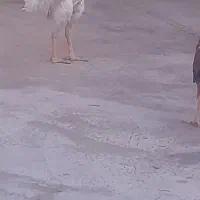 لاری ۹ ماهه