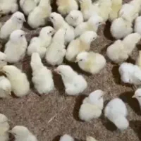 جوجه گوشتی یکروزه