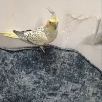 اروس هلندی سینامو مرواریدی