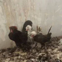 دو عددمرغ تخم کن ویک عدد خروس لهستانی|حیوانات مزرعه|قزوین, |دیوار