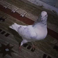 کفتر سرحال پرشی جوون