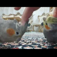 عروس هلندی جفت سخنگو|پرنده|صحنه, |دیوار