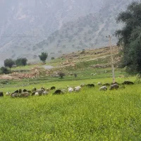 میش سرحال|حیوانات مزرعه|دهدشت, |دیوار
