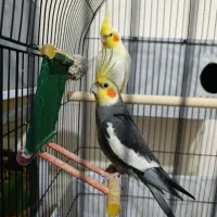 عروس‌هلندی نروماده