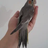 ۲عدد عروس خونگی میزون|پرنده|رشت, پاستوریزه|دیوار