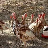 بوقلمون بوربون|حیوانات مزرعه|کلاترزان, |دیوار