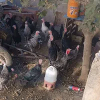 سی عدد بوقلمون نر و ماده