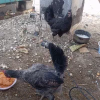 مرغ تخم گذار جوان