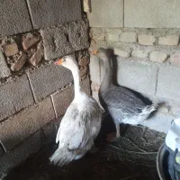 غاز