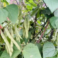 سس پیله|خوردنی و آشامیدنی|فومن, |دیوار
