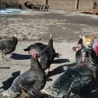 ۱۰عدد بوقلمون ماده و سرحال