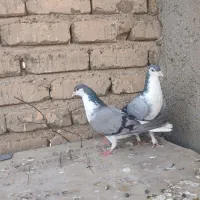 دمگیر گچی|پرنده|اصفهان, برازنده|دیوار