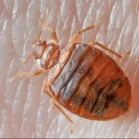 شرکت سم پاشی منازل