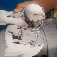 کبوتر