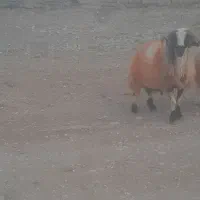 قوچ میش
