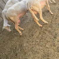 شیر میش لاکن درصد چربی بالا