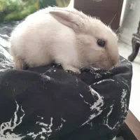 خرگوش با قفس