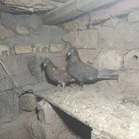 کبوتر|پرنده|سبزوار, باهنر|دیوار