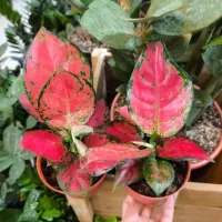 آگلونما صورتی مخصوص هدیه روز مادر|گل و گیاه طبیعی|بندرعباس, |دیوار