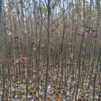 نهالستان کاظمی|خدمات باغبانی و درختکاری|سلماس, |دیوار