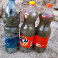 خیارشور